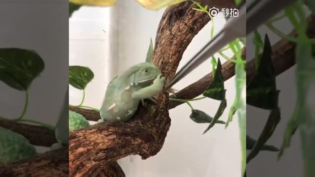 Frog rejects eating bug смотреть онлайн
