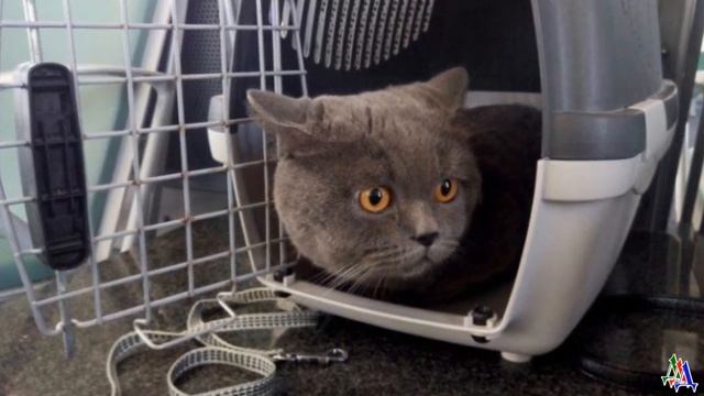 Кошка Ночка не выдержала предательства - ее сердечко разорвало от горя! смотреть онлайн