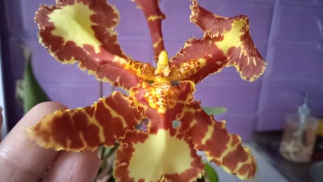 40.Psychopsis Mariposa,, Special,, Психопсис Марипоза смотреть онлайн