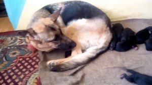 Рождение щенков немецкой овчарки