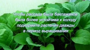 Рассада баклажан падает, что случилось ???