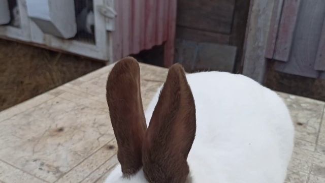 Кролики Калифорния окрас Гавана