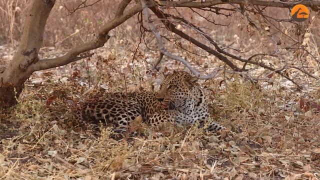 Wild Dogs Get Revenge on Leopard that Caught a Puppy смотреть онлайн