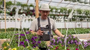 калибрахоа основные ошибки #калибрахоа #цветы #рассада цветов #вегетативные растения