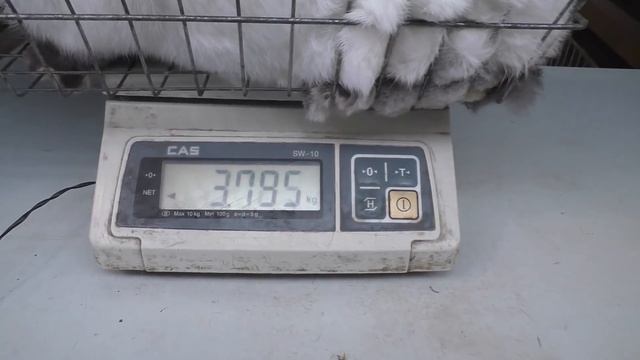 ЗАВЁЛ КРОЛИКОВ ТРУДНО ЛИ РАЗВОДИТЬ КРОЛИКОВ Кролики содержание и разведение смотреть онлайн