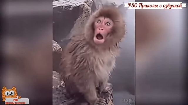 Приколы про котов с озвучкой с канала PSO смотреть онлайн