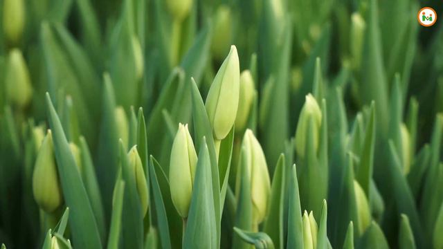 Тюльпаны к 8 марта смотреть онлайн