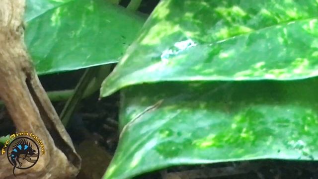 Meet our MARVELOUS Malaysian Cat Gecko! смотреть онлайн