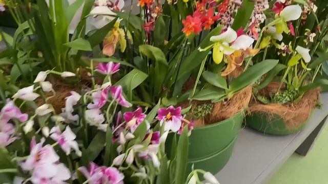 Keukenhof Gardens 2023 ?| Тюльпановые поля в Нидерландах ??| Парк Кёкенхоф стоит ли ехать??