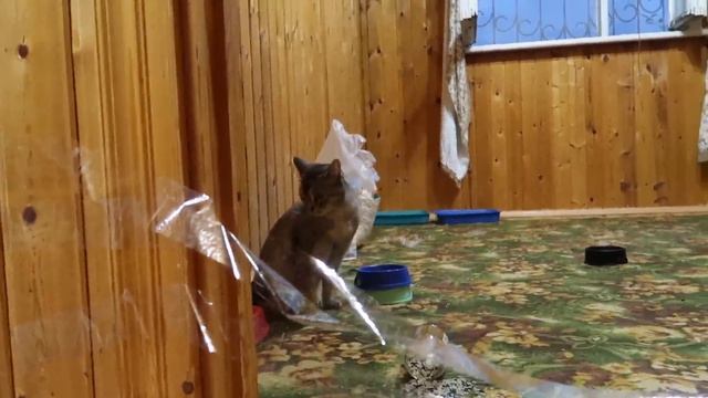 24 ЧАСА ПРАНКОВ НАД КОТОМ КЕВИНОМ И КИСОЙ АРИЕЛОЙ! смотреть онлайн