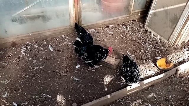 Вкусняшка для цыплят и курочек. Пушкинская, Австролорп черно-пестрый, Брама и Лакеданзи. смотреть онлайн