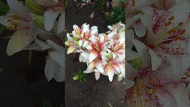 Лилия Кроссовер смотреть онлайн