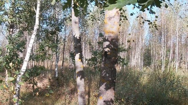 По грибы в страшное место смотреть онлайн