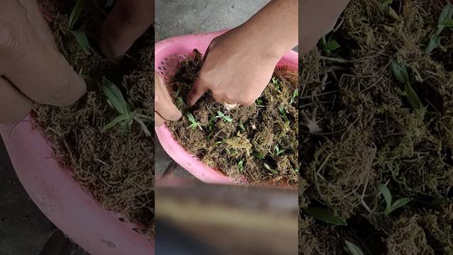 Lagi Seedlings / MENYEMAI BIBIT ANGGREK STRATIOTES.. DITEMANI PAK POLISI DARI POLDA DI AKHIR VIDEO смотреть онлайн