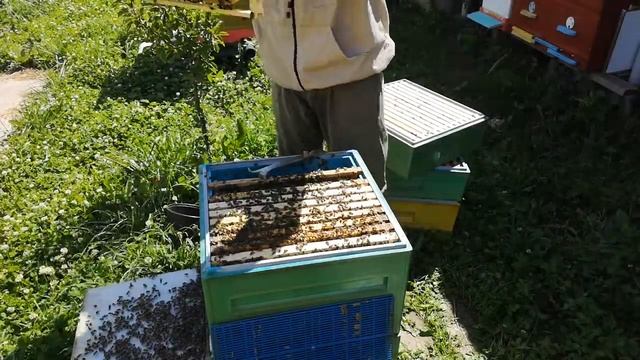 Карпатка 54 линия. Что имеем на второй год после прихода маток. смотреть онлайн