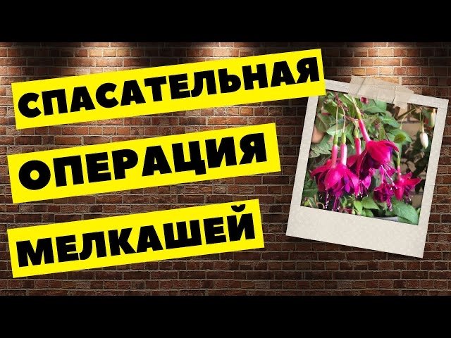 Черенкуем зачахшие фуксии в декабре. Что получится?