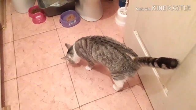 Миний мультик. Особый день кота (про кошку) 👍😽 с озвучкой смотреть онлайн