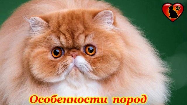 Почему Кошки Плачут? Причины Кошачьих Слез?! смотреть онлайн