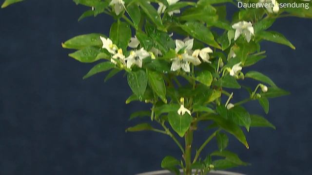 Chili Mini Tepin Chiltepin Mini Paprika in der Anzucht смотреть онлайн