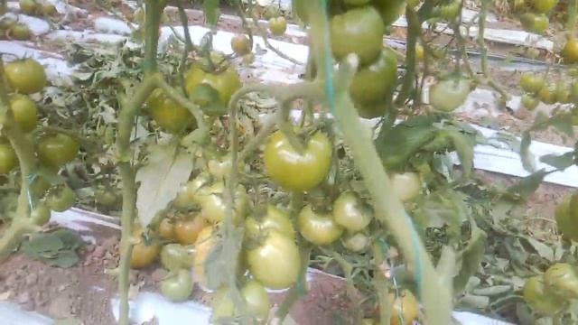 Botrytis En Tomate
