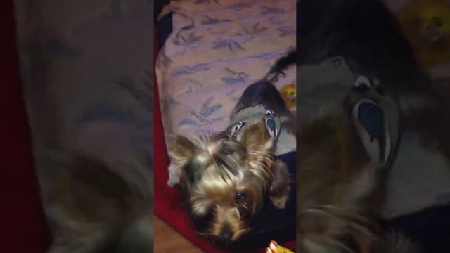 йорк смотреть онлайн