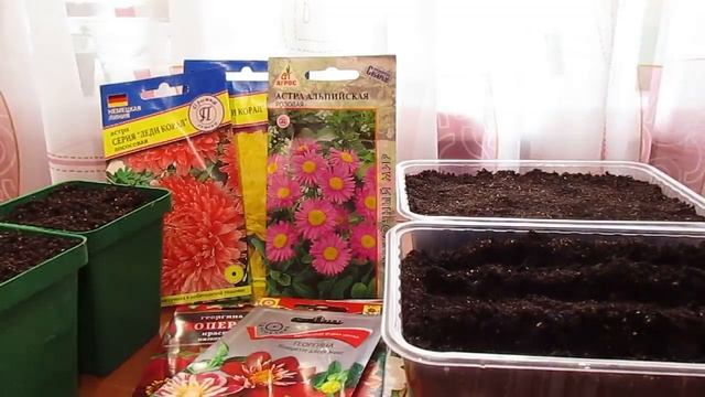 Сею астры и цинии 18.04.2018 смотреть онлайн