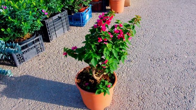 Bougainvillea mini thai смотреть онлайн
