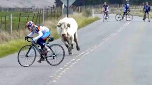 Самые смешные моменты года, подборка 😆🔥🐷