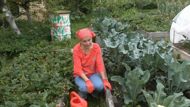 Капуста: не забудьте укрыть её в июле! смотреть онлайн