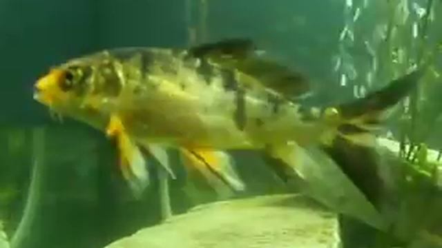 Прудовые рыбки