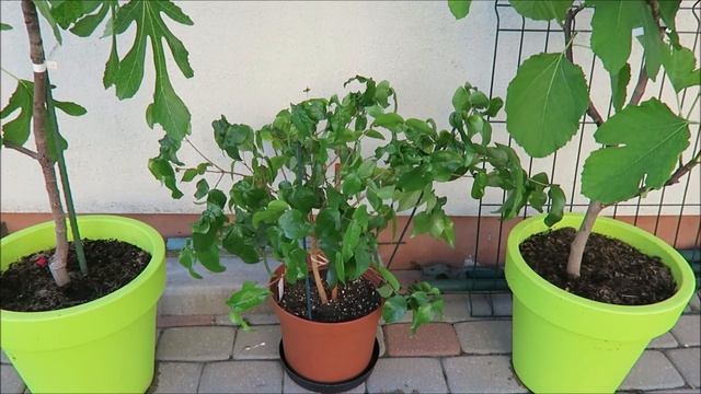 Мои экзотические растения: плоды на цитрусах, цветение оливы, стимуляция ананасов 62 смотреть онлайн