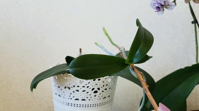 как ОТДЕЛИТЬ детку ОРХИДЕИ от ЦВЕТОНОСА |орхидея orchid orchid ОТДЕЛЕНИЕ ДЕТКИ ОТ ОРХИДЕИ ФАЛЕНОПСИ смотреть онлайн