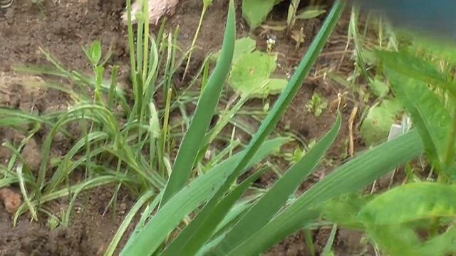 Ирисы из пакетиков Хранение и выращивание. смотреть онлайн