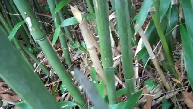 Creative maintenance - Bamboo pruning смотреть онлайн