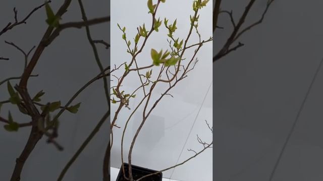 Голубика ( Дюк,Река,Нортланд) смотреть онлайн