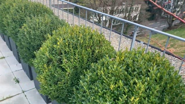 Tour Jardin Terraza - Febrero 2020 - Jardinería en Zürich, Suiza смотреть онлайн