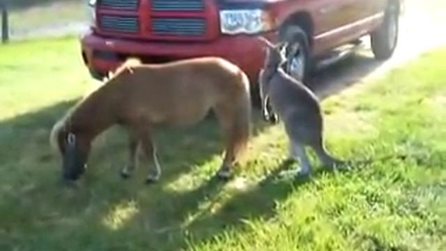 kangaroo tries to "love" on a miniature horse смотреть онлайн