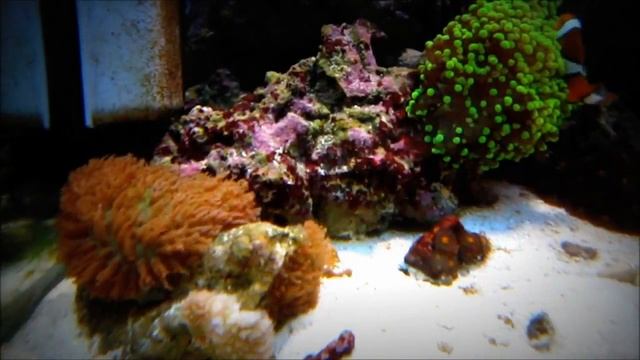 Морской аквариум 150 литров с сампом смотреть онлайн