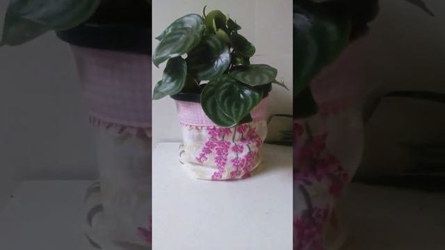 PEPERÔMIA MELANCIA e suas lindas folhagens#peperomia#decoration#short смотреть онлайн
