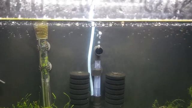 Praecox Rainbowfish fry, 6-9 days old смотреть онлайн