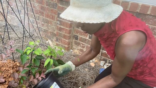 How To Plant Barbara Jackman Clematis // Gardening Mindfully