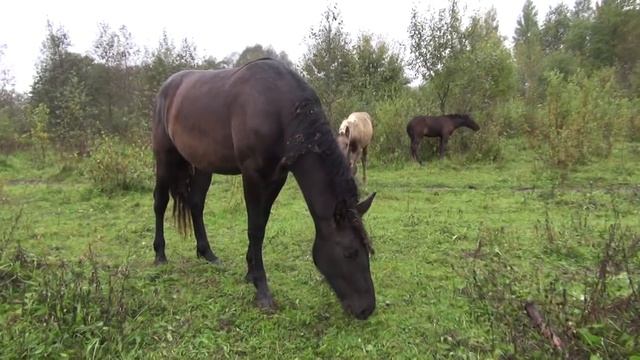 Жеребёнок на продажу. Чем с ним заниматься?