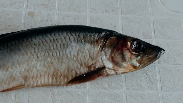 Видео. «Обратная связь» - проект Орловского филиала ФГБУ ЦНМВЛ. Выпуск 39 смотреть онлайн