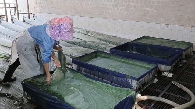 Производство TOP Spirulina смотреть онлайн