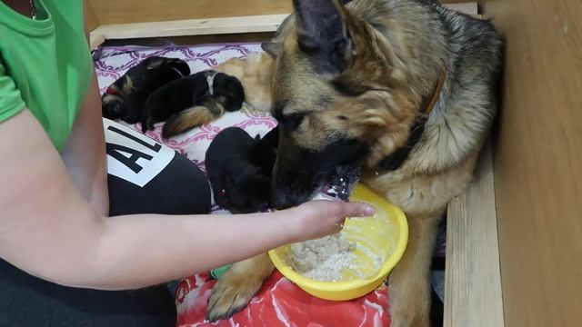 НЕМЕЦКАЯОВЧАРКА, КОРМЛЕНИЕ ПОСЛЕ РОДОВ...я слуга???!!! смотреть онлайн
