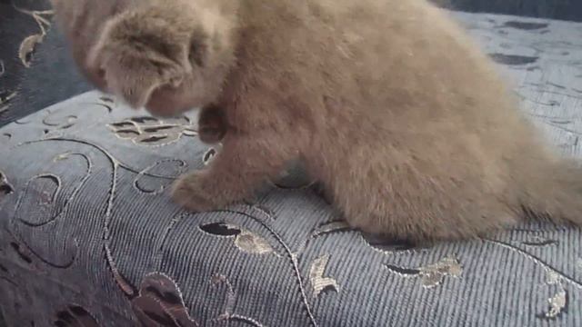 котята растут и играются