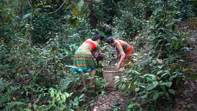 Primitive Survival - Two Ethnic Girls Pick Herbal Medicine And Meet Primitive Forest People