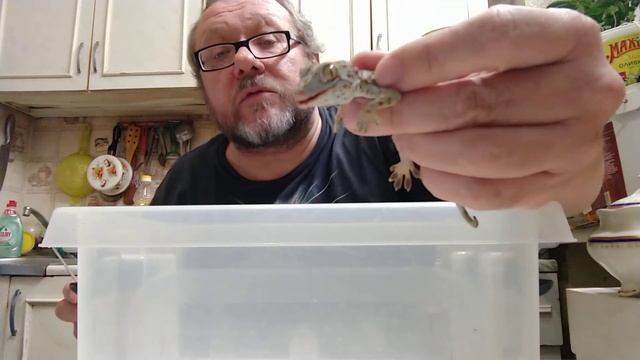 Лечим геккона Токи смотреть онлайн