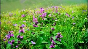 Лезгинские песни Лезги Лезги мани Ашуг Адиль    Бесер