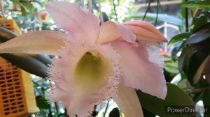 Rlc. Duh's White 'Peppa Pig'